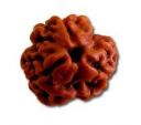 3 mukhi rudraksha